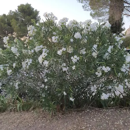 Des Masques Bed & Breakfast