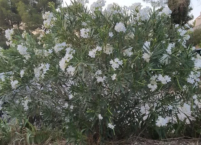 Des Masques Panzió
